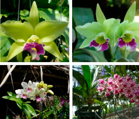 Орхидеи из Тайланда оптом