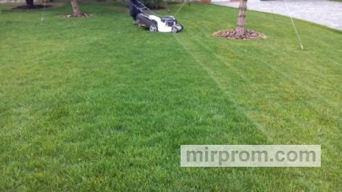 газон в процессе выращивания