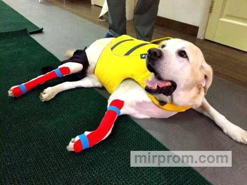 Гормональные нарушения у собак и кошек: роль лабораторной диагностики