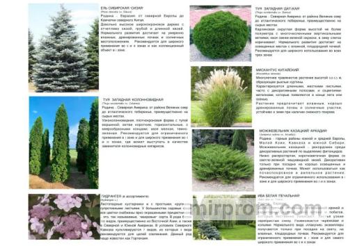 Ландшафтный дизайн в Сочи 