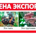 &#5129; 100% Чага Гриб Берёзовый Купить? Солодку Продам Трутовик Цена 1 Кг (Новосибирск )