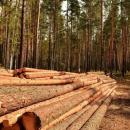 Лес на корню