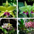 Орхидеи из Тайланда оптом и в розницу. Купить и заказать.